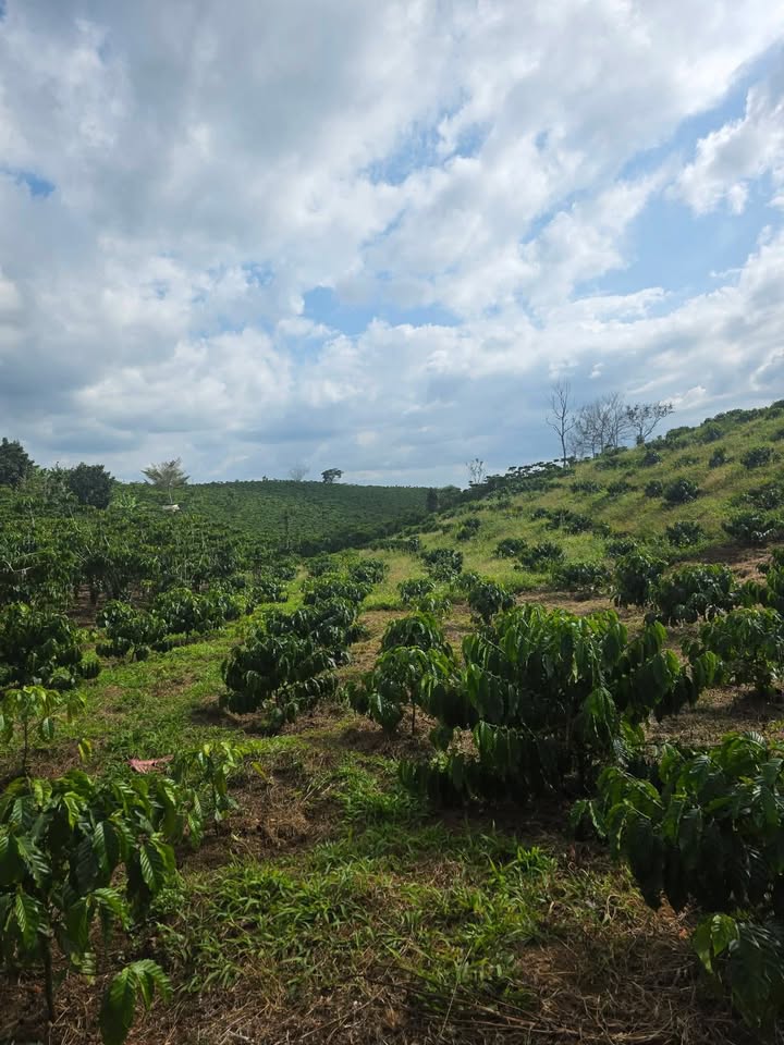 Đất nền 1800m² tại hẻm 266 Đoàn Thị Điểm, Bảo Lộc - Giá chỉ 877 triệu