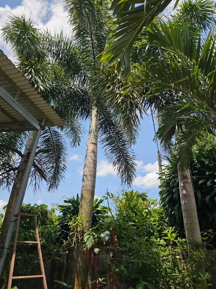 Đất nền 28800m² Lộc Đức, Bảo Lâm giá chỉ 4.8 tỷ - Cơ hội đầu tư hiếm có!