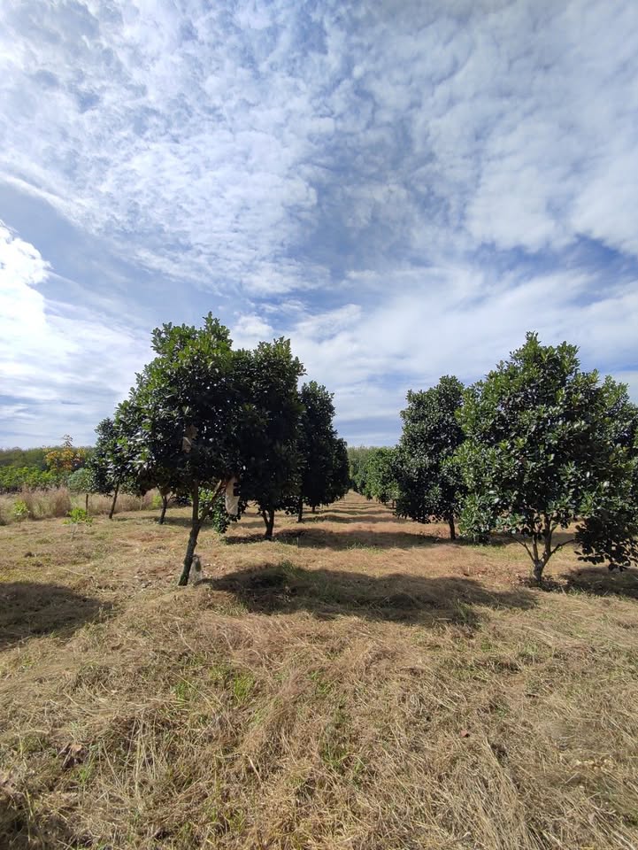 Vườn mít Tân Uyên 5ha giá thỏa thuận - Pháp lý rõ ràng, thu hoạch ổn định!