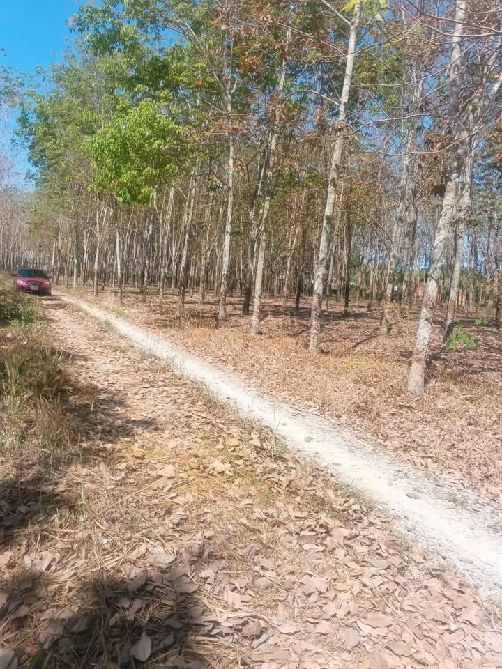 Đất nền mặt tiền đường Lai Uyên 3700m² giá 2.8 tỷ - Cơ hội đầu tư tuyệt vời!