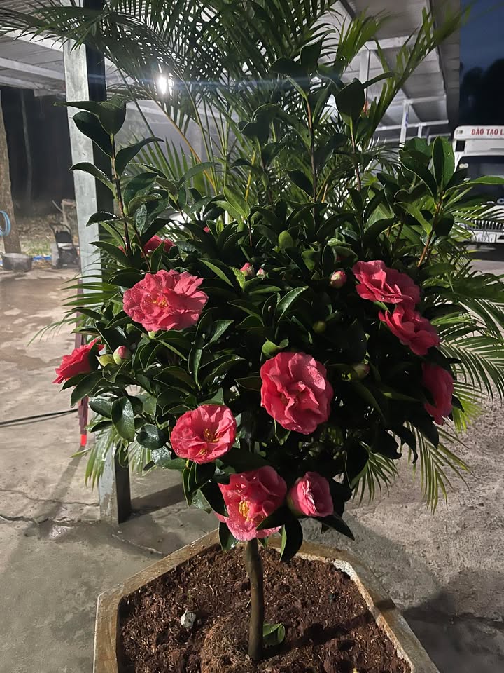 Đất nền 2ha Tam Phước Biên Hòa 70 tỷ - Đường nhựa lớn, tiện ích đầy đủ!