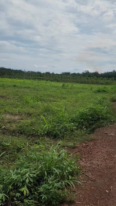 Đất farm 2 mặt đường xã Tân Hiệp Phú Giáo 40,000m² - Cơ hội đầu tư hấp dẫn!