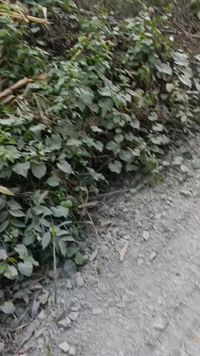 Đất mặt tiền kênh Sáng Củ Chi 5200m² giá 33 tỷ - Cơ hội đầu tư hiếm có!