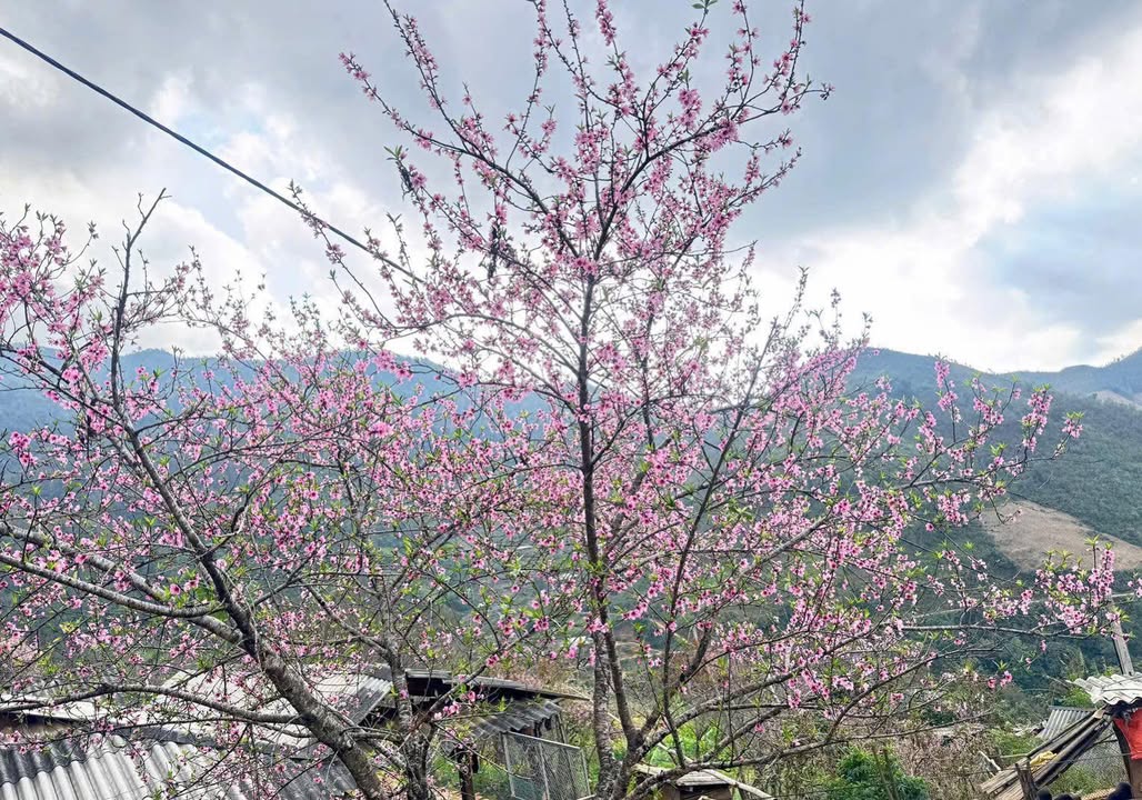 Đất nền Sa Pa 200m² giá 4 tỷ - Gần nhà thờ đá, đầu tư sinh lời!