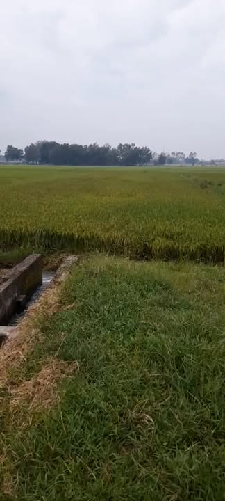 Đất lúa trung lập thượng Củ Chi 4.866m² giá 2.433 tỷ - Cơ hội đầu tư hấp dẫn!