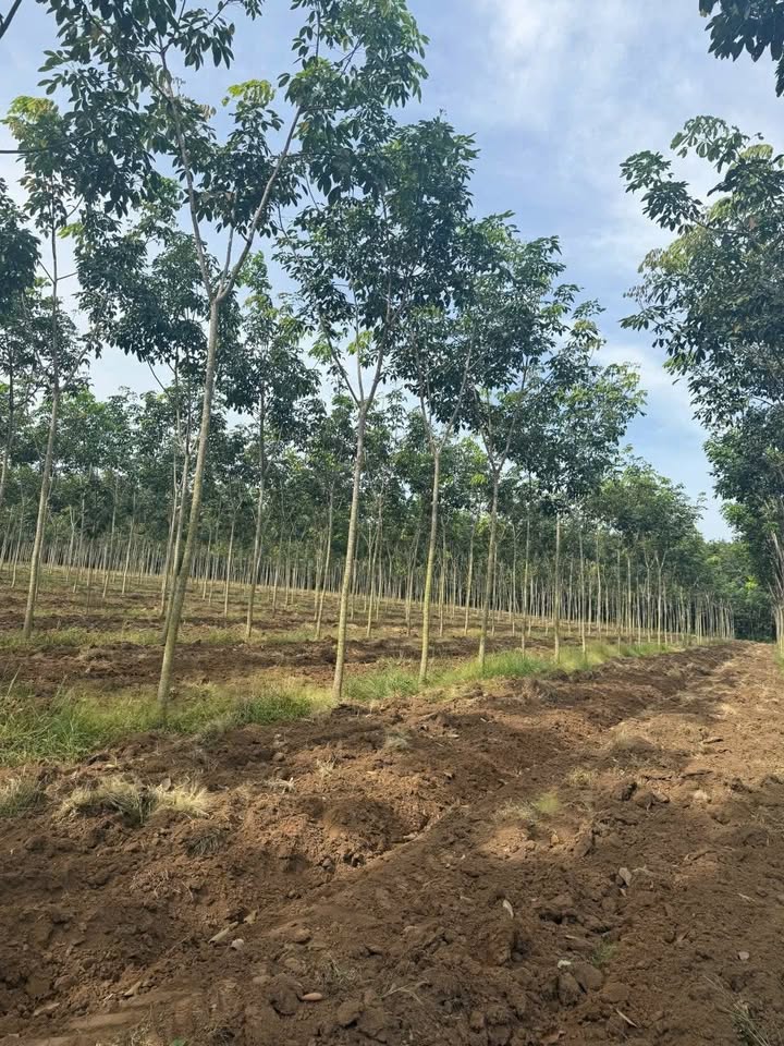 Đất nông nghiệp Tân Thành, 24000m² giá 3 tỷ - Đầu tư sinh lời ngay!