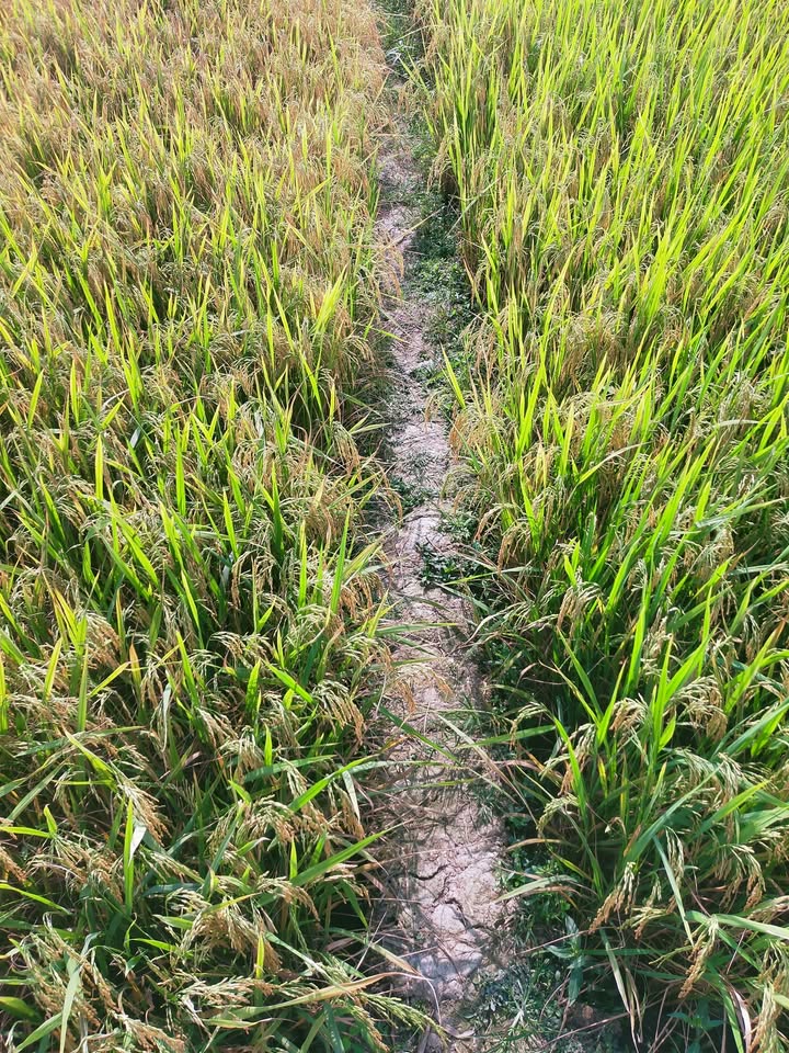 Đất nền 9100m² Xã Ba Sao, Huyện Cao Lãnh - Giá 2 tỷ, thương lượng nhẹ!