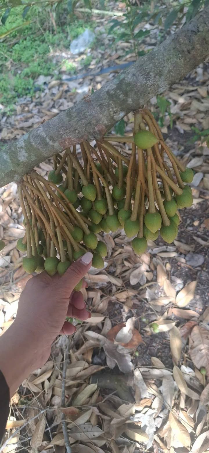 Đất Farm 5 công tại Ấp 5, Xã Trà Vong, Huyện Tân Biên - Giá chỉ 500 triệu!