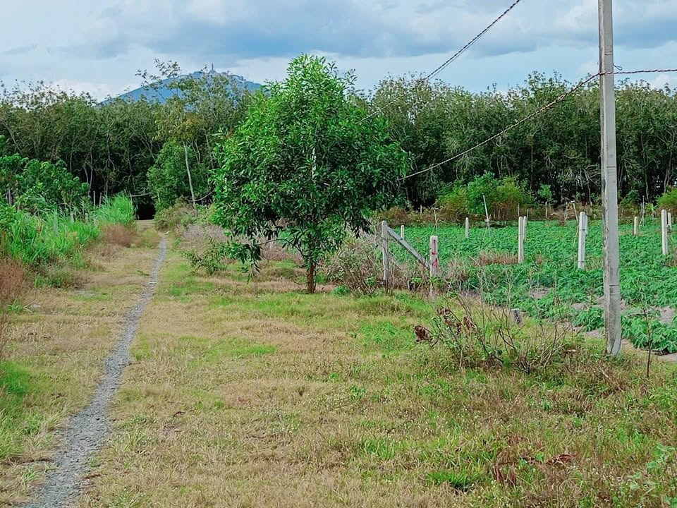 Đất nền Phước Ninh, 175m² giá 190 triệu - Cơ hội đầu tư sinh lời!