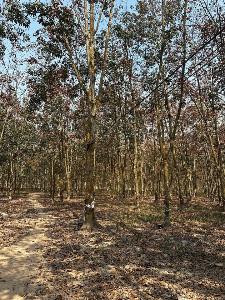 Đất Farm cao su 30.000m² tại Thạnh Bắc, Tân Biên - Giá 3 tỷ - Đường ô tô tới tận nơi!