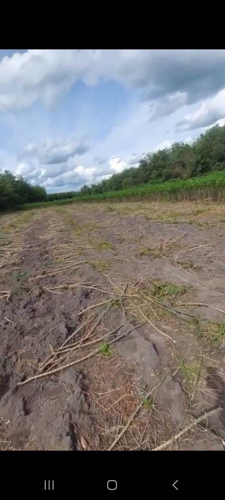 Đất nông nghiệp tại Tân Hội, Tân Châu 43,000m² giá 3.44 tỷ - Cơ hội đầu tư hấp dẫn!