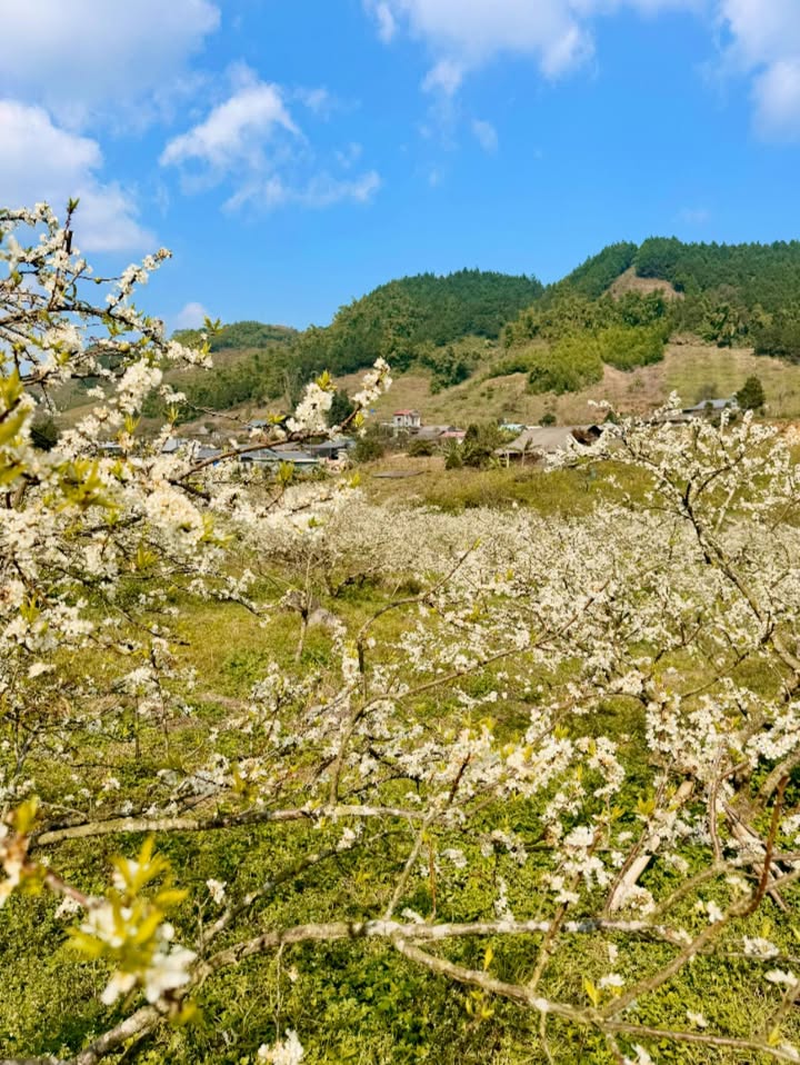 Đất nghỉ dưỡng PA KHEN – Thảo Nguyên 6.000m² giá 4 tỷ - Đầu tư sinh lời bền vững!