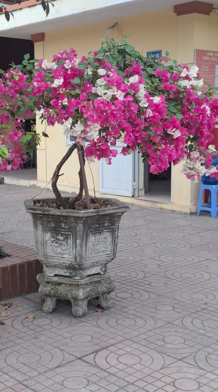 Đất nền F0 tại Phường Lưu Kiếm, Hải Phòng - Chỉ từ 4xx triệu!