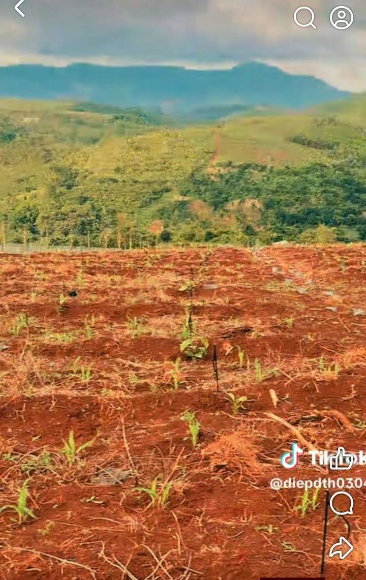 Đất nông nghiệp 2,5ha tại Thôn Tam Thuận, Krông Năng - Giá chỉ 9 tỷ!