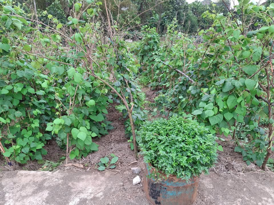 Đất nền thôn Thông, xã Thanh Tâm, 100m² giá 1 tỷ - Đầu tư sinh lời!