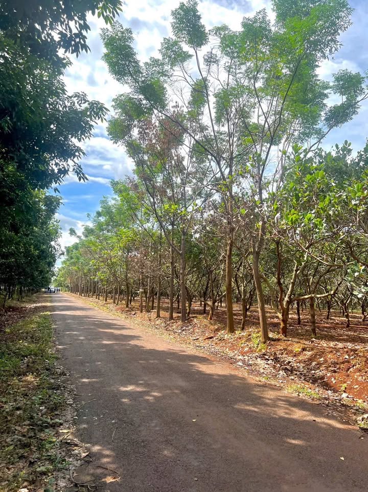 Đất vườn 1241m² tại Long Hưng, Phú Riềng giá 470 triệu - Cơ hội đầu tư hấp dẫn!