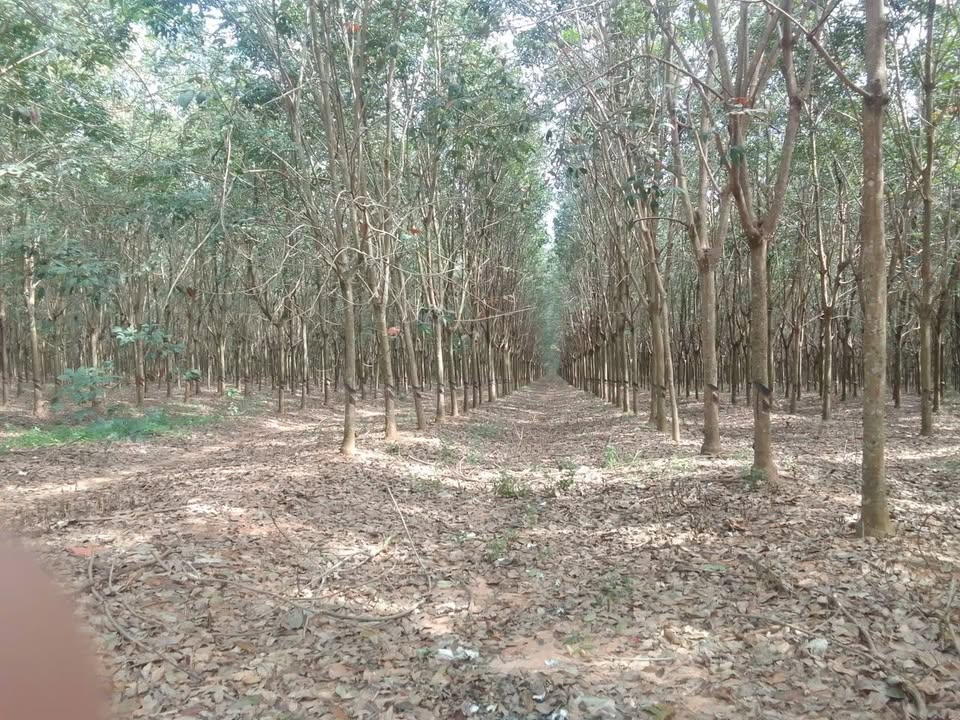 Đất dự án cho thuê 2000ha tại Đồng Nai - Tiềm năng phát triển lớn!