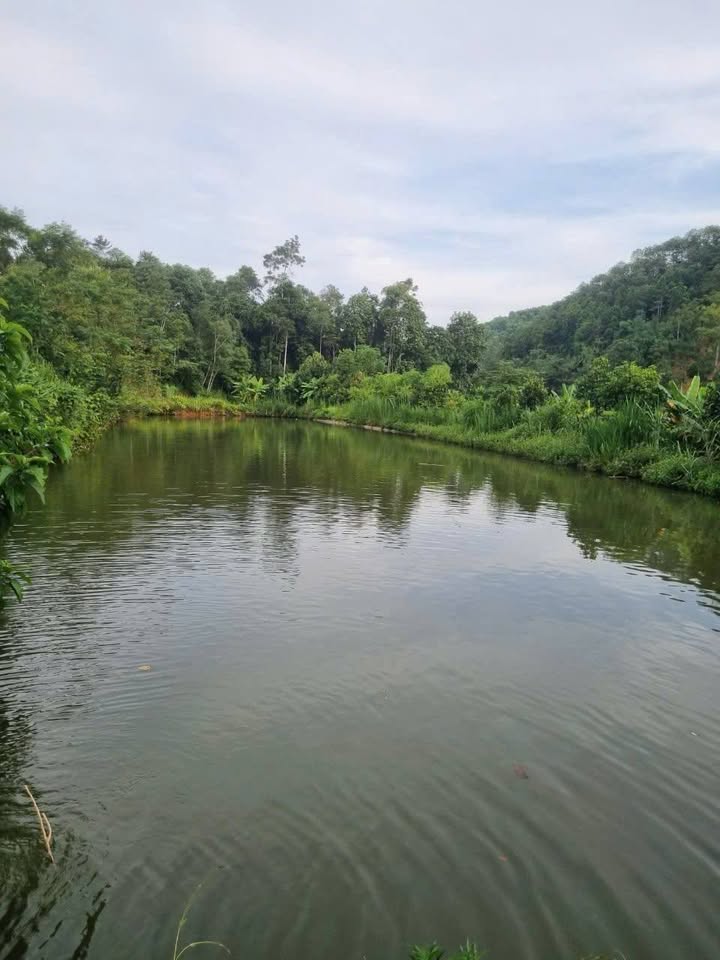 Trang trại 10Ha tại Thái Niên, Bảo Thắng - Giá chỉ 5 tỷ, có thương lượng!