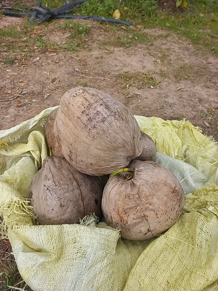 Đất thổ cư 625m² tại Xã Ea Đar, Huyện Ea Kar - Giá chỉ 2.05 tỷ, 2 mặt tiền đẹp!