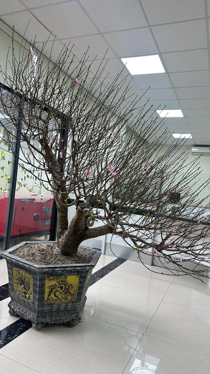 Đất chính chủ Lạng Giang 85m² giá 2.5 tỷ - Hướng Nam mát mẻ