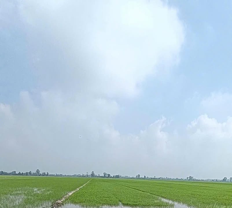 Đất nông nghiệp 10.000m² tại Tân Hiệp, Kiên Giang chỉ 2.7 tỷ - Sổ hồng chính chủ!