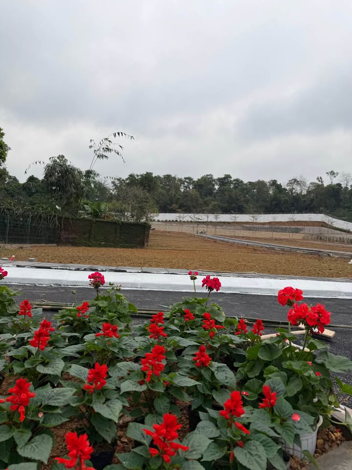 Đất nền Xuân Mai 75m² - Sổ đỏ chính chủ, hạ tầng hoàn thiện, đầu tư sinh lời!