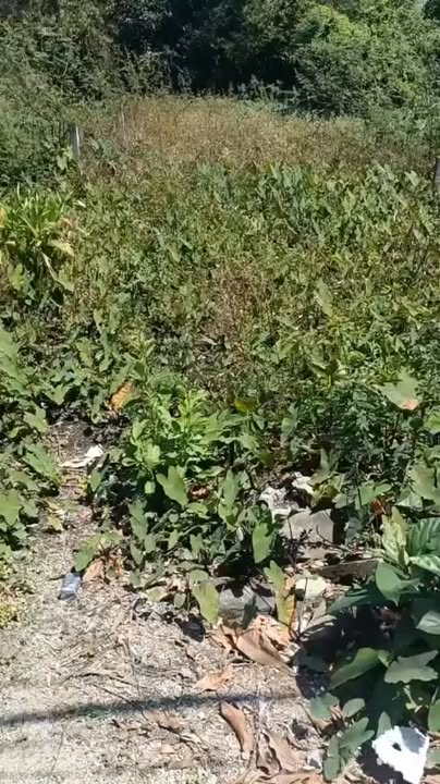 Đất nền Phổ Ninh, Đức Phổ 170m² giá 620 triệu - Sổ hồng trao tay!