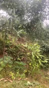 Đất thổ cư 100m² tại xã Xuân Thủy, Yên Lập - Giá chỉ 4xx triệu, view thoáng đãng!