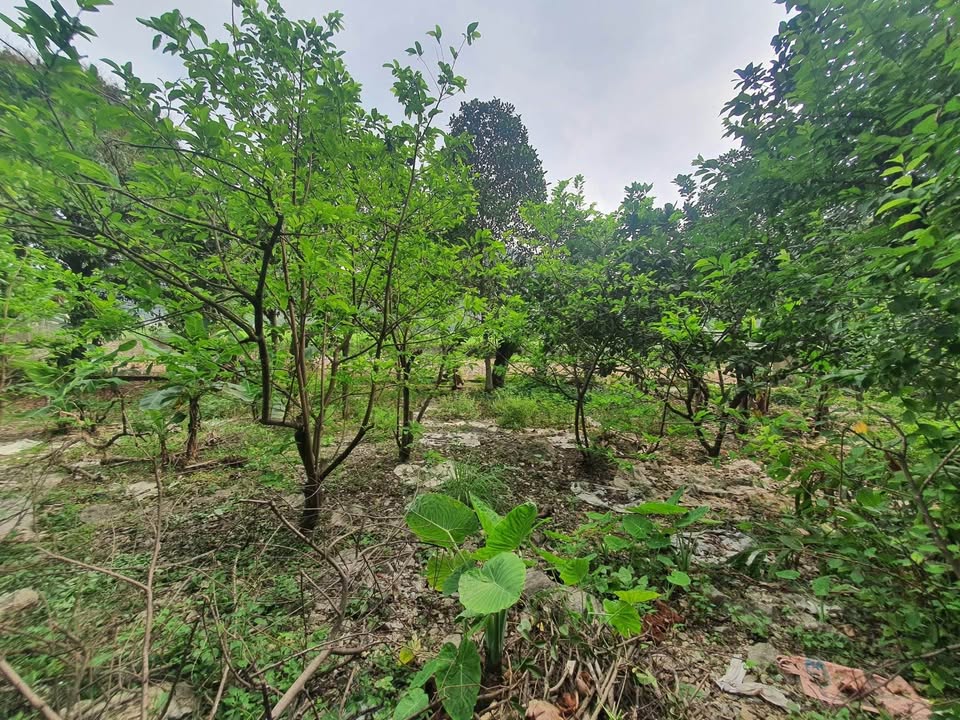 Đất làm Homestay Ninh Hòa, Hoa Lư 1500m² giá thỏa thuận - Vị trí đắc địa, view đẹp!