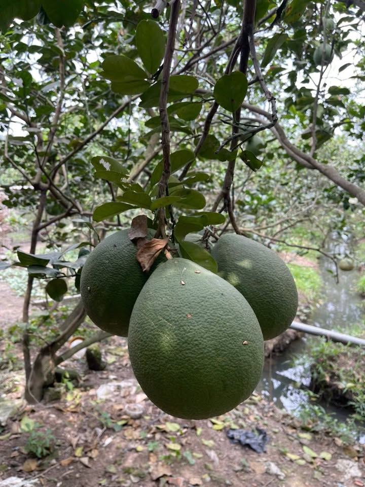 Đất nền 2200m² Xã Song Bình, Huyện Chợ Gạo giá 2.42 tỷ - Cơ hội đầu tư tuyệt vời!