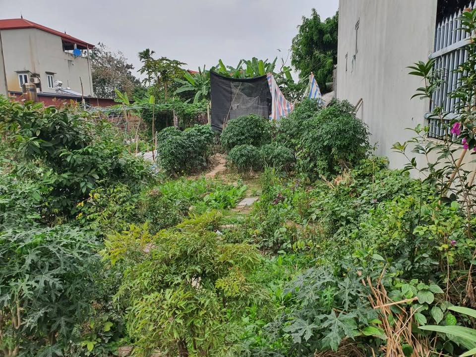 Đất thổ cư Xuân Bách 48m² giá thỏa thuận - Ô tô vào tận nhà!