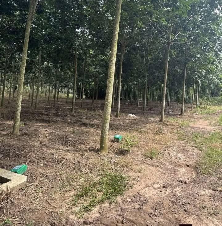 Đất nông nghiệp 7000m² tại Tân Hiệp, Hớn Quản chỉ 700 triệu - Cơ hội đầu tư hấp dẫn!