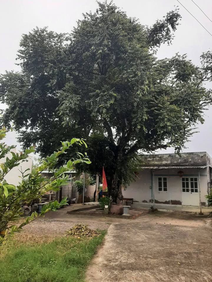 Nhà riêng Phong Nẫm 400m² giá 2.5 tỷ - Sở hữu cây Thị hơn trăm tuổi!