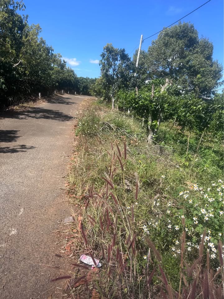 Đất nền thổ cư 8640m² tại Đinh Trang Hòa, Di Linh - Giá 3.5 tỷ, Đầu tư sinh lời!