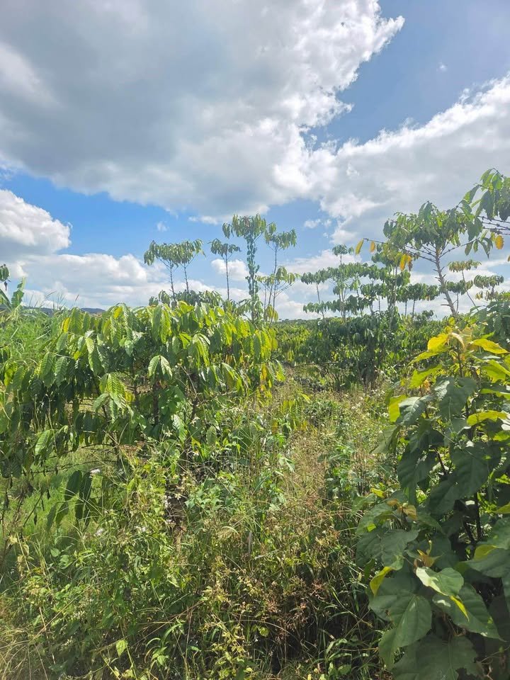 Đất nền Bảo Lộc 2500m² giá 2.95 tỷ - Cơ hội đầu tư hấp dẫn!