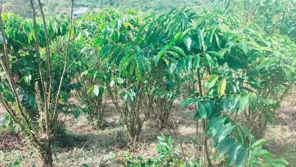 Đất vườn Lộc Châu Bảo Lộc 1.300m² giá 450 triệu - Cơ hội đầu tư tuyệt vời!