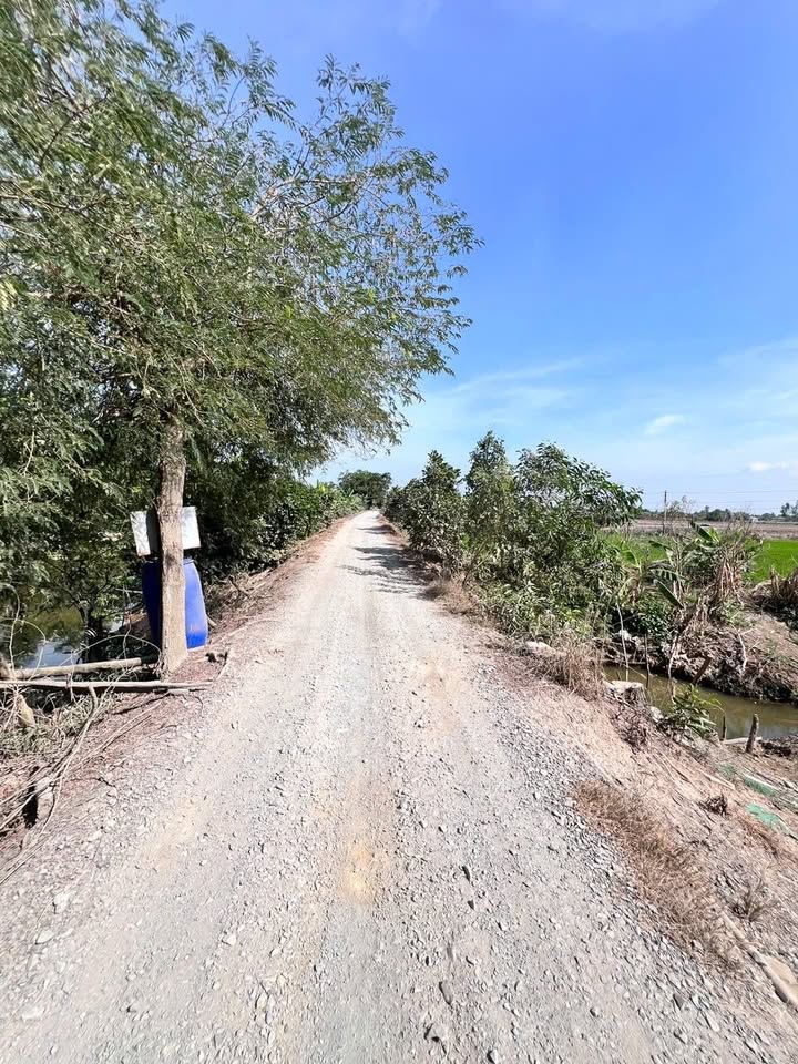 Đất thổ cư 4000m² tại Xã Kiến Bình, Huyện Tân Thạnh - Đường xe hơi, điện nước đầy đủ!