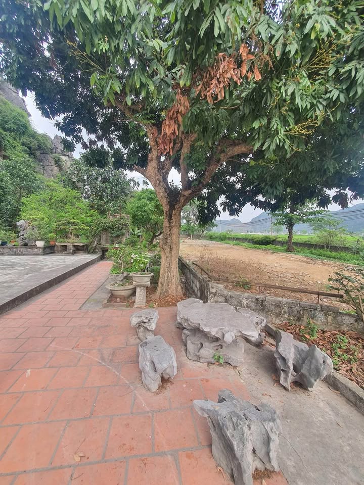 Đất Homestay Ninh Hòa - Đường 5m - 1.500m² - Cơ hội đầu tư tuyệt vời!