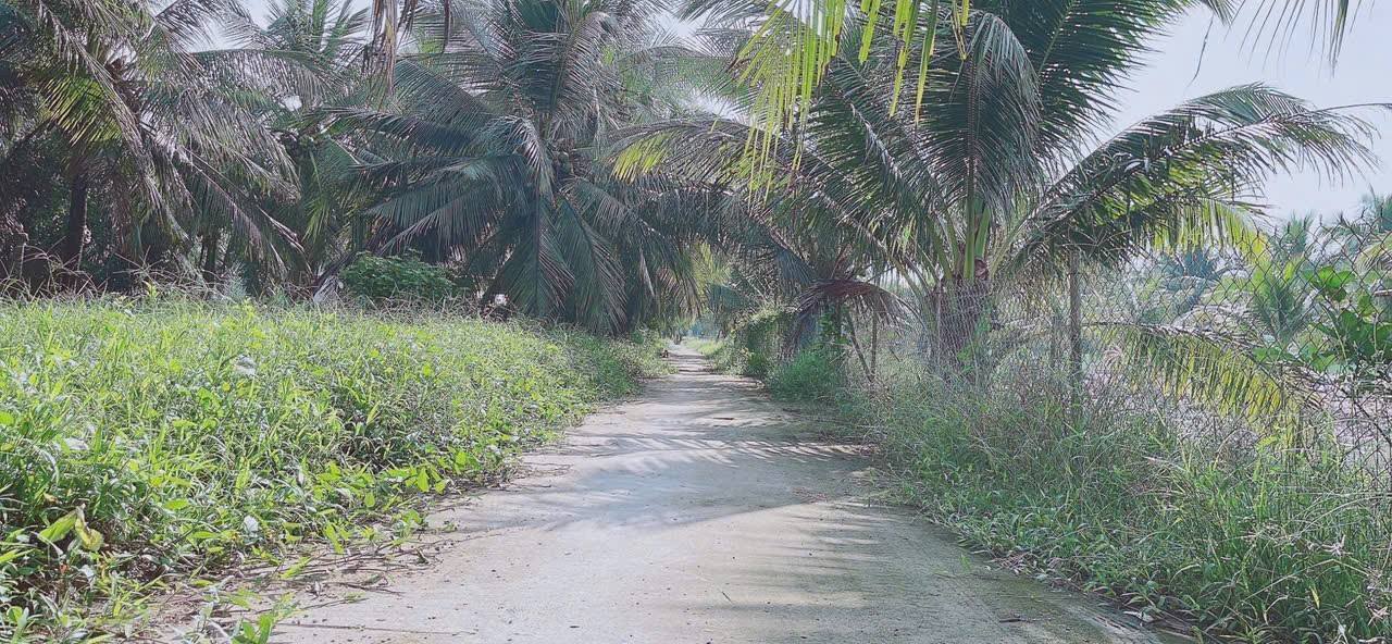 Đất vườn dừa Long Đức 500m² giá chỉ 490 triệu - Cơ hội đầu tư tuyệt vời!