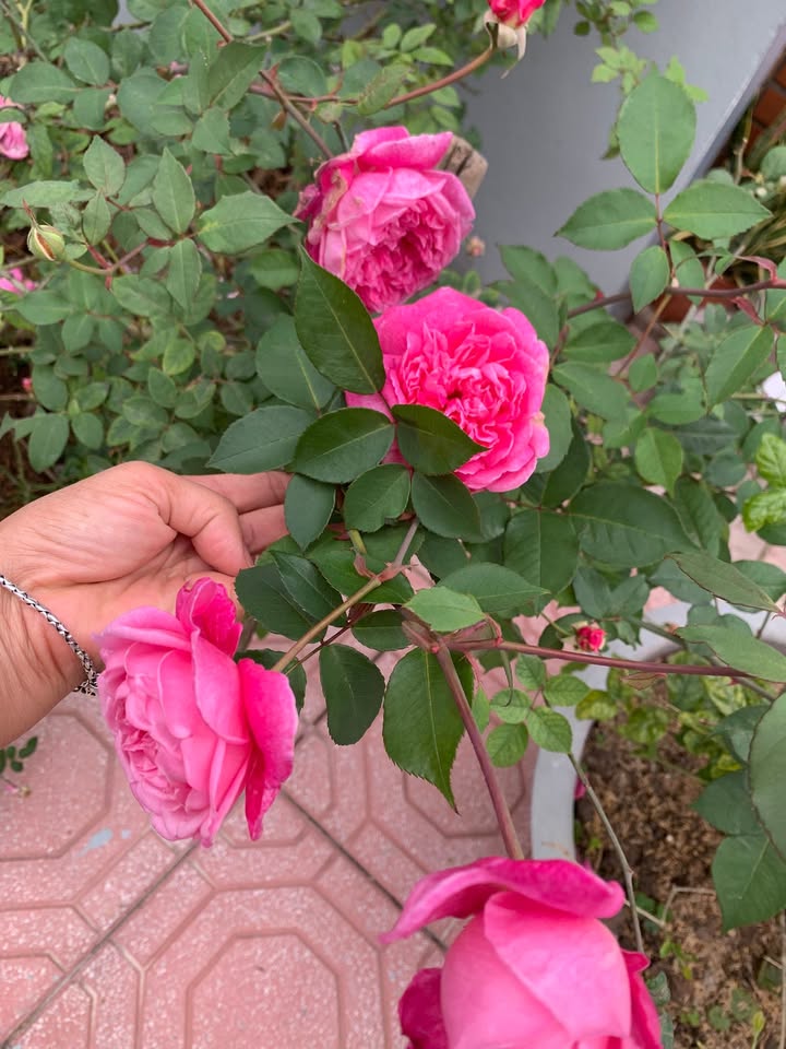 Đất thổ cư Thôn An Định, Xã Thụy Văn, 60m² giá 500 triệu - Chính chủ bán gấp!