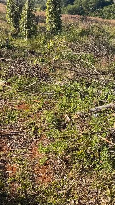 Đất Farm 4ha Đắk Búk So, Tuy Đức - Sổ đỏ chính chủ, giá 4.35 tỷ, mặt tiền 170m