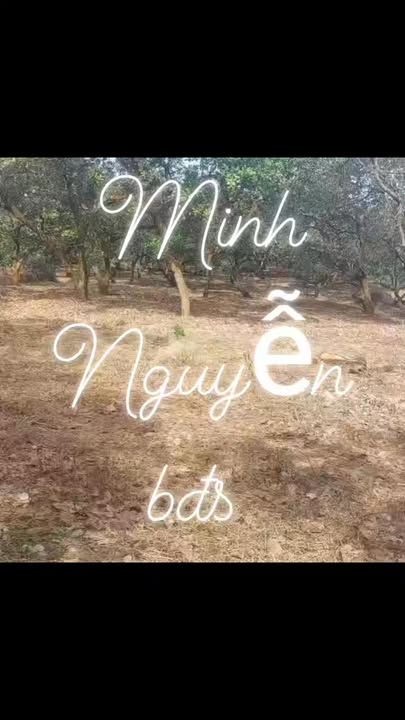 Đất nông nghiệp 47.000m² tại Long Bình, Phú Riềng - Giá chỉ 4.6 tỷ