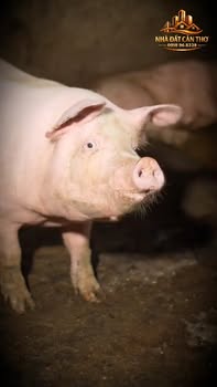 Nhà trệt lầu 2 phòng ngủ tại Cái Khế, Cần Thơ 30.9m² - Pháp lý rõ ràng