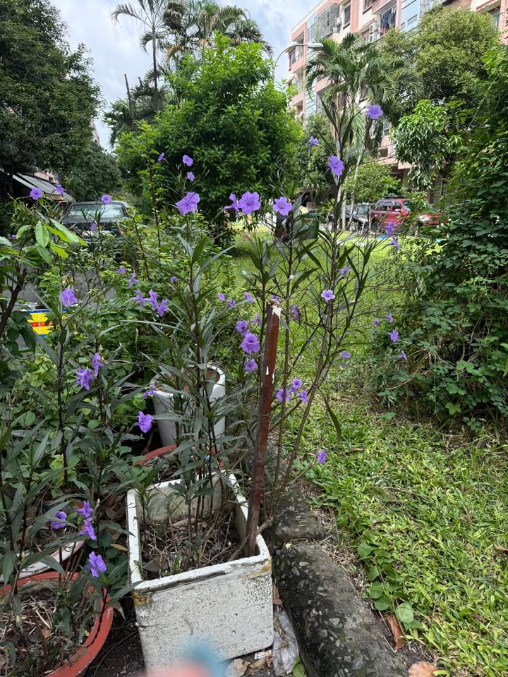 Căn hộ Chung cư Tây Thạnh, Quận Tân Phú, 58m² giá 2.2 tỷ - Sẵn sàng vào ở ngay!