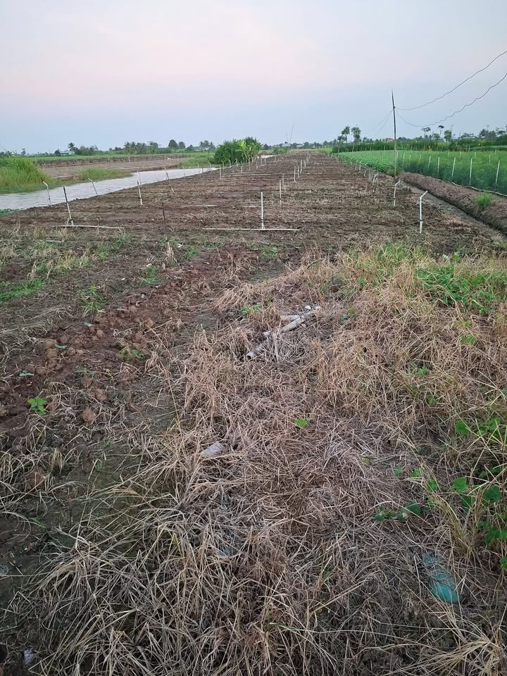 Đất nền view kênh tại Ấp Hộ Tân, Gò Công Đông 5500m² giá 1.21 tỷ - Cơ hội đầu tư tuyệt vời!