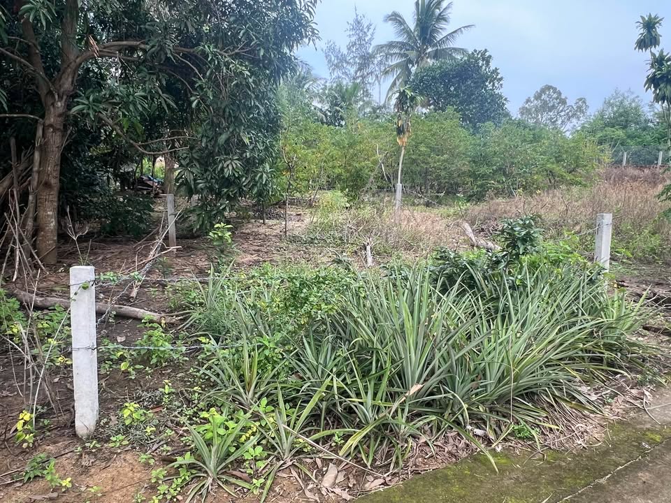 Đất nền Tịnh Khê, Quảng Ngãi 180m² giá chỉ 600 triệu - Cơ hội đầu tư hiếm có!