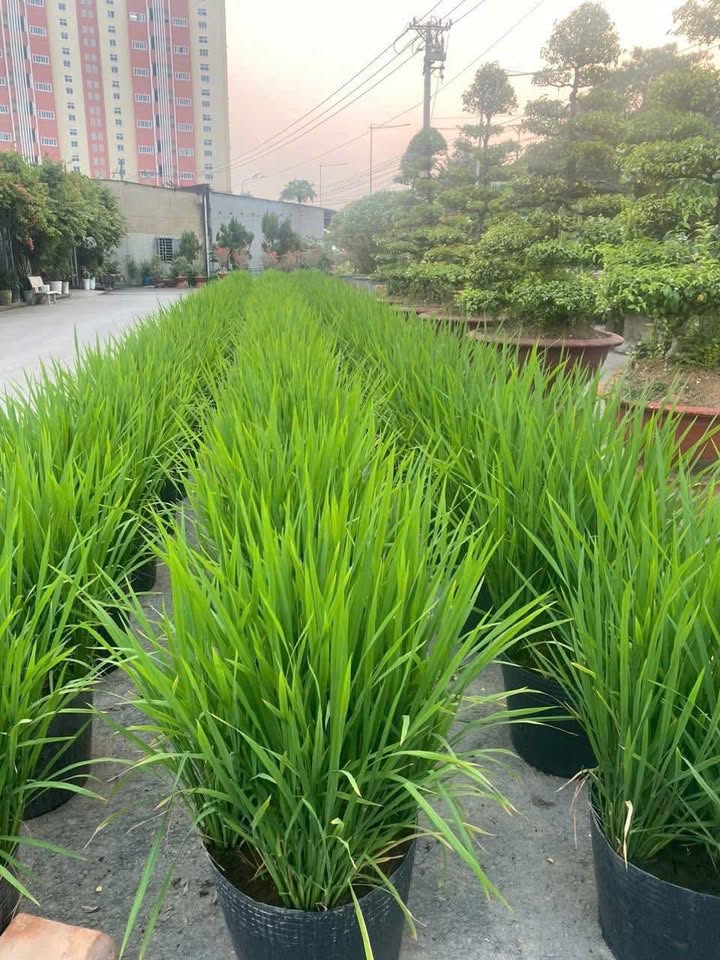 Đất nền 520m² tại Đường Võ Thị Sáu, Thuận An - Cơ hội đầu tư sinh lời cao!