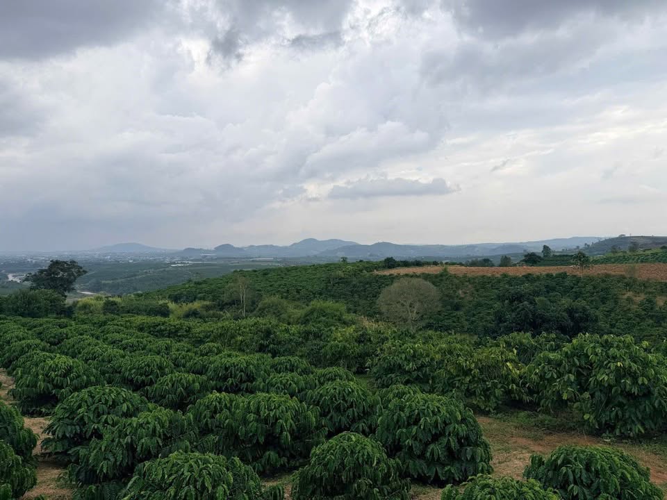 Đất nền siêu đẹp 1ha tại Tân Hà, Lâm Hà - Giá 7 tỷ - Đầu tư sinh lời!