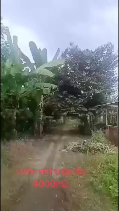 Đất nông trại 4000m² tại Xã Phú Hữu, Huyện Châu Thành - Giá chỉ 1.8 tỷ, sổ hồng chính chủ!