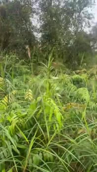 Bán đất cây lâu năm 1540m² tại Mỹ Phước, Tiền Giang - Giá chỉ 3 tỷ